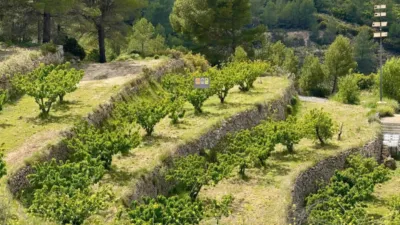 Rustic finca in the Valencian Community photo 4