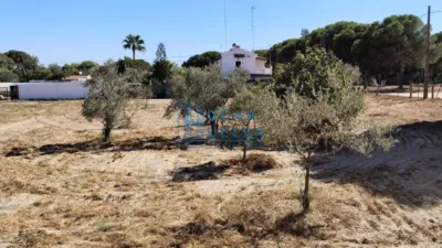 Rustic Finca in Santa Catalina photo 24