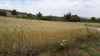 Rustic Finca in Andalucia photo 11