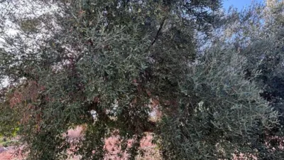 Rustic Finca in Andalucia photo 23