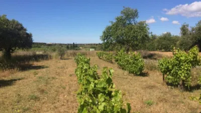 Rustic Finca in Ponent - Barri de França photo 61