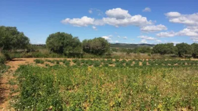 Rustic Finca in Ponent - Barri de França photo 63