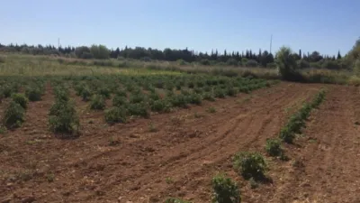 Rustic Finca in Ponent - Barri de França photo 64