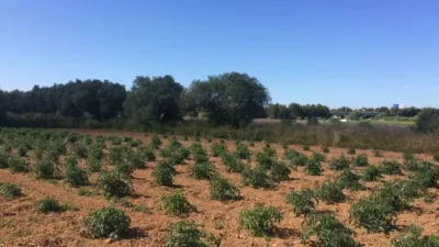 Rustic Finca in Ponent - Barri de França photo 65