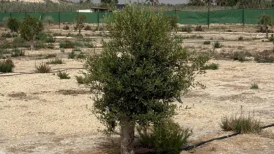 Terreno en venta en Elche - Vista 3