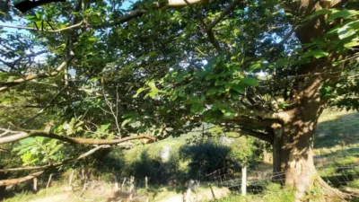 Rustic Finca in Calseca photo 19