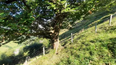 Rustic Finca in Calseca photo 21