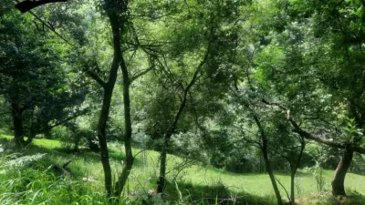 Rustic Finca in Campillo photo 13