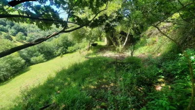 Rustic Finca in Campillo photo 3