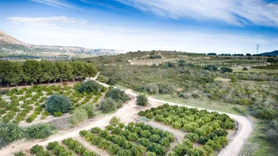 Rustic Finca in the Valencian Community photo 11