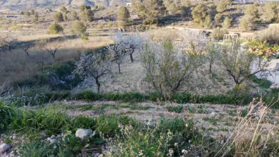 Rustic Finca in Algaya photo 3