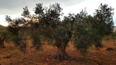 Rustic Finca on Mojon-Las Palas Road photo 23