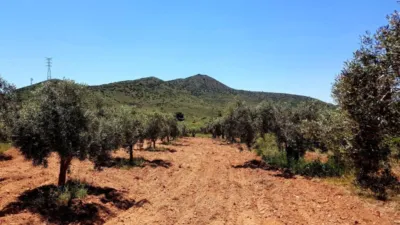 Rustic Finca on Mojon-Las Palas Road photo 24
