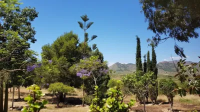 Rustic Finca on Mojon-Las Palas Road photo 26