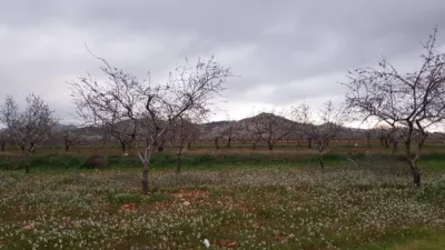 Rustic Finca on Mojon-Las Palas Road photo 30