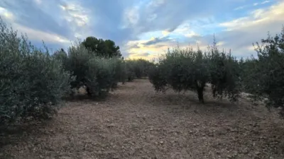 Rustic Finca on Camino de los Cerones photo 16