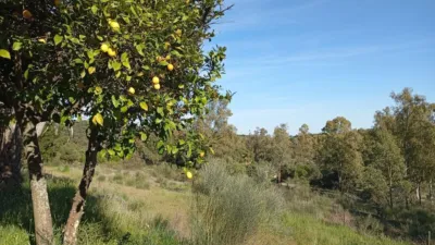 Finca rústica en venta en El Pradillo - Más