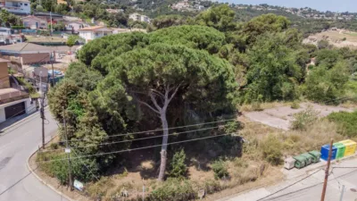 Terreno en venta en Carrer del Xiprer, Bigues (Bigues i Riells del Fai) de 225.000 €