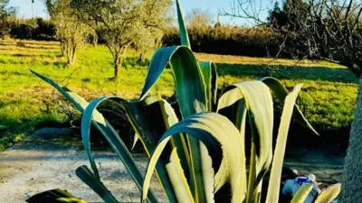 Rustic Finca in Plaza de la Azucarera photo 12