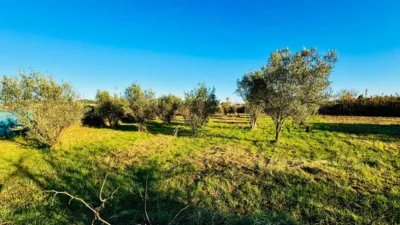 Rustic Finca in Plaza de la Azucarera photo 15