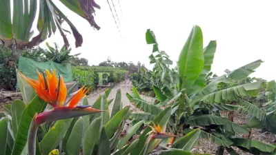 Rustic Finca in San Juan de La Rambla photo 13