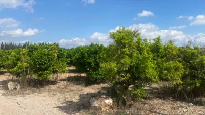 Rustic Finca in Barranc Fondo photo 10