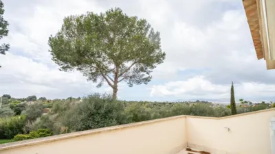 Rustic finca on Calle Segregacion Rustica photo 50