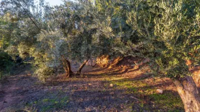 Rustic farm on Extrarradio Street photo 28