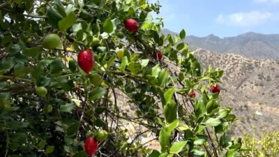 Finca rústica en venta en Vallehermoso, Vallehermoso de 379.000 €