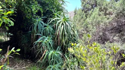 Finca rústica en venta en Vallehermoso, Vallehermoso de 379.000 €