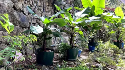 Finca rústica en venta en Vallehermoso, Vallehermoso de 379.000 €
