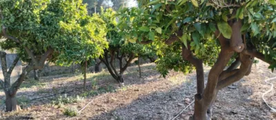 Terreno en venta en Comunidad Valenciana - Vista 4