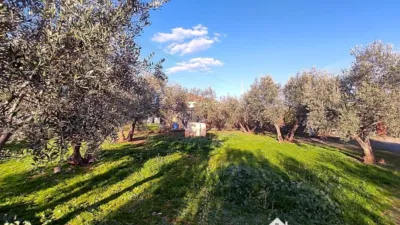 Rustic property on Calle Principal photo 3