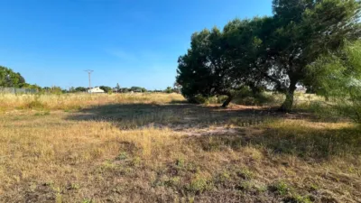 Rustic Finca in Partida Maitino photo 17