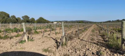 Rustic Finca in Sant Martí Sarroca photo 15