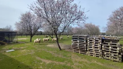 Rustic Finca on Calle de Habazas photo 16