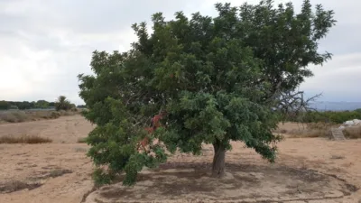 Terreno en venta en El Molar - Vista 2