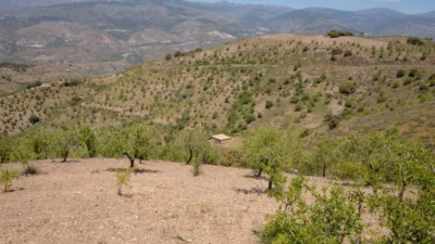 Rustic Finca on Avenida Andalucia, No. 30 photo 21