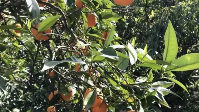 Finca rústica en alquiler en Canilla de Aceituno, Pasada de Granadillo (Canillas de Aceituno) de 1.200 €<span>/mes</span>