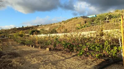 Rustic finca in Guía de Isora photo 3