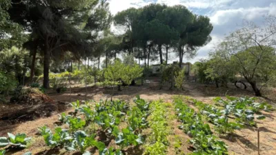Rustic Finca in Andalucia photo 20