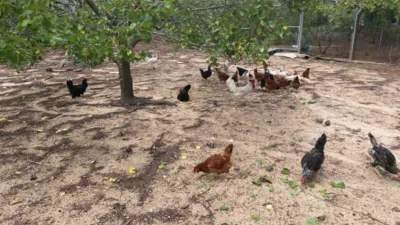 Rustic Finca in Andalucia photo 21