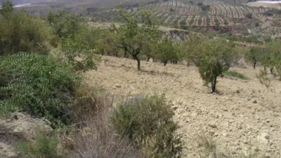 Finca rústica en Ugíjar photo 27