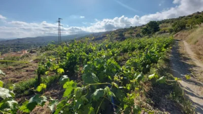 Rustic Finca in Centro photo 6