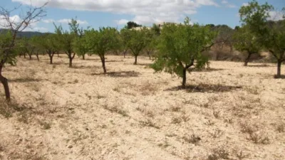 Terreno en venta en Monóvar - Zona Paraje La Pedrera - Vista 2