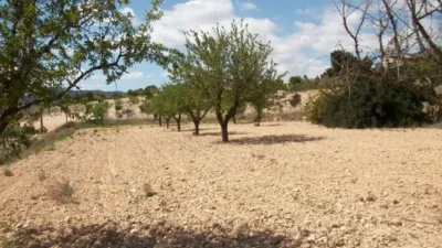 Terreno en venta en Monóvar - Zona Paraje La Pedrera - Vista 3