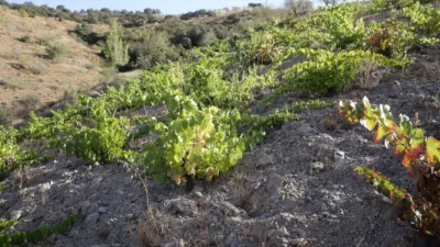 Rustic farm on Diseminado Street photo 10