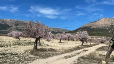 Rustic finca on Calle C Hoya de La Serna photo 14