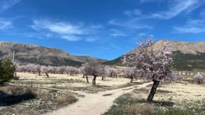 Rustic finca on Calle C Hoya de La Serna photo 19