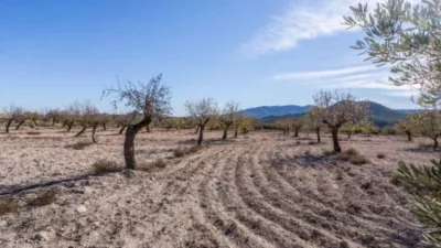 Rustic finca on Calle C Hoya de La Serna photo 25